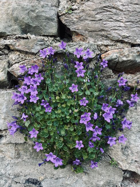A cluster of vibrant purple flowers, likely violas or pansies, growing in a small patch against a rough, weathered stone wall. The flowers have delicate petals with some showing darker purple markings