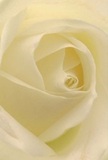 Envision yourself nestled within the heart of a locally grown cream-white rose, the kind nurtured right here in Abbots Langley and chosen with care for moments that matter. Each soft, unfurling petal seems to beckon the touch, bathed in gentle shadows and radiating a quiet luminescence that recalls dew-kissed mornings in Leavesden Country Park. The flower's core spirals with a measured elegance, creating a mesmerizing, almost hypnotic depth. Silence seems to hang in the air, as though the rose itself is holding its breath on the eve of a special occasion-a wedding, a message of sympathy, or a new beginning announced with grace. The petals' delicacy is matched only by the sincerity of purpose that brings them together; one almost imagines a faint, sweet scent drifting on the breeze from a village garden. This close perspective captures more than just a bloom; it embodies the emotional artistry that Flowers Abbots Langley weaves into every bespoke arrangement, making each petal a silent witness to the heartfelt moments celebrated and remembered across our community.